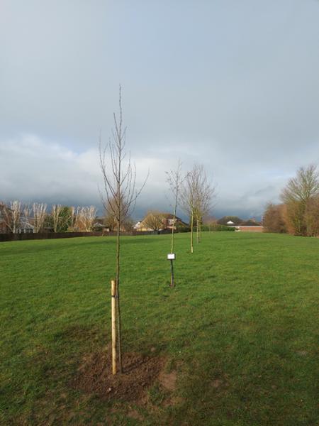 Italian Alder Trees, Bareroot / 6/8cm Girth