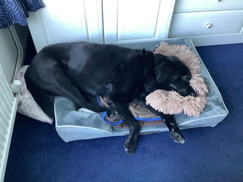 Happy 16 yr old Lab boy every day