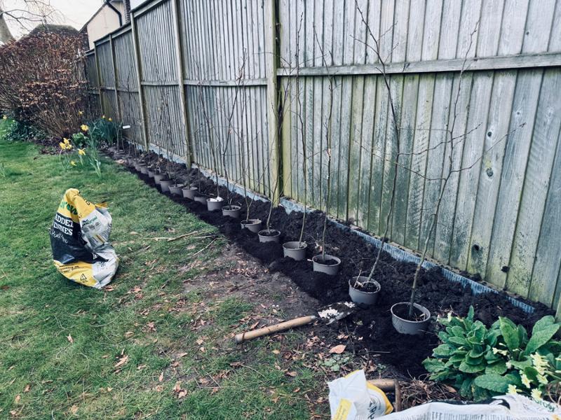 30 Hornbeam saplings