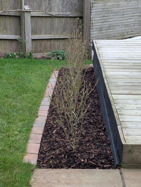 Good quality hedges