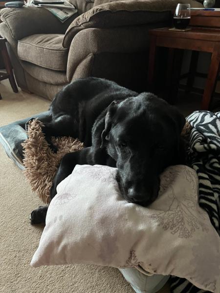 Happy 16 yr old Lab boy every day