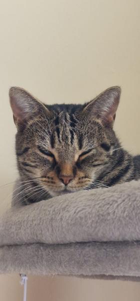 Dry Cat Food | 1.5kg | Salmon and Herring | Grain Free & Natural Ingredients | Purr and Miaow | Vet Recommended