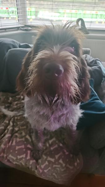 Super food for a Spinone!