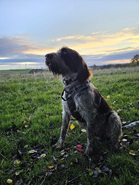 Super food for a Spinone!