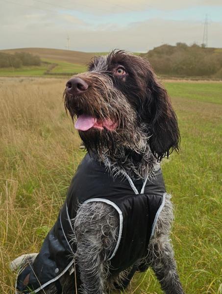 Super food for a Spinone!