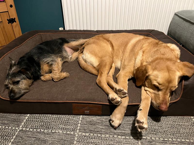 Dog bed