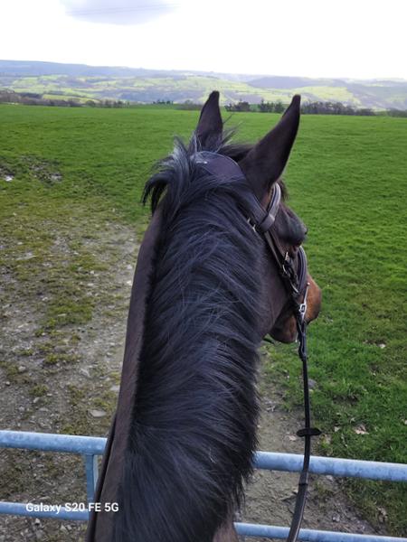 My horse loves  it Supplease Gold, , so I love it too.