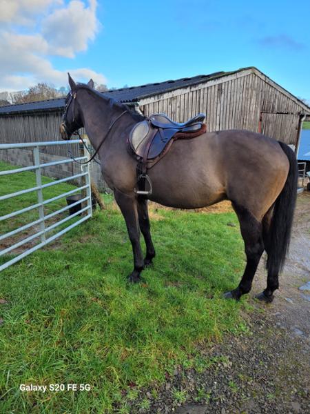 My horse loves  it Supplease Gold, , so I love it too.