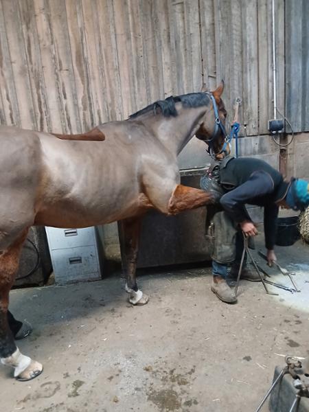 Helped with stiffness in back legs