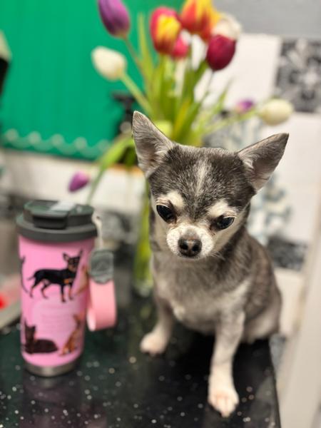 Gorgeous Tumblers for the Dog lovers out there
