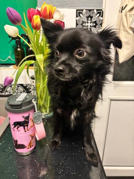 Gorgeous Tumblers for the Dog lovers out there