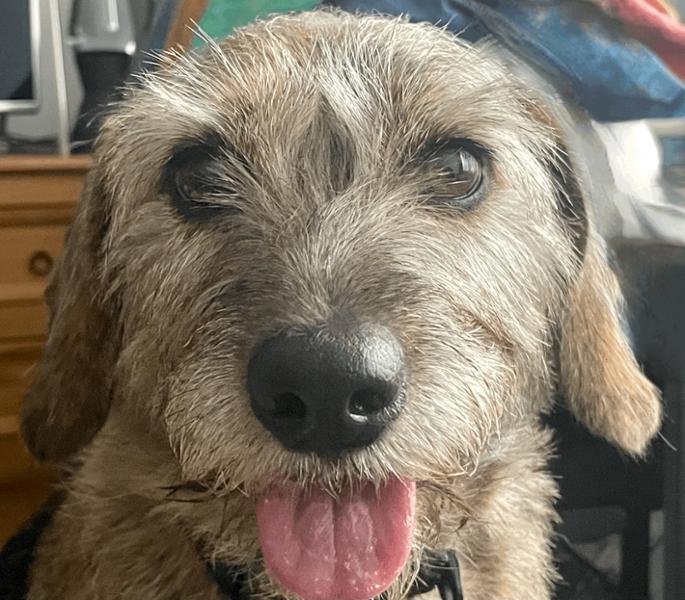 Adult Salmon Dry Dog Food