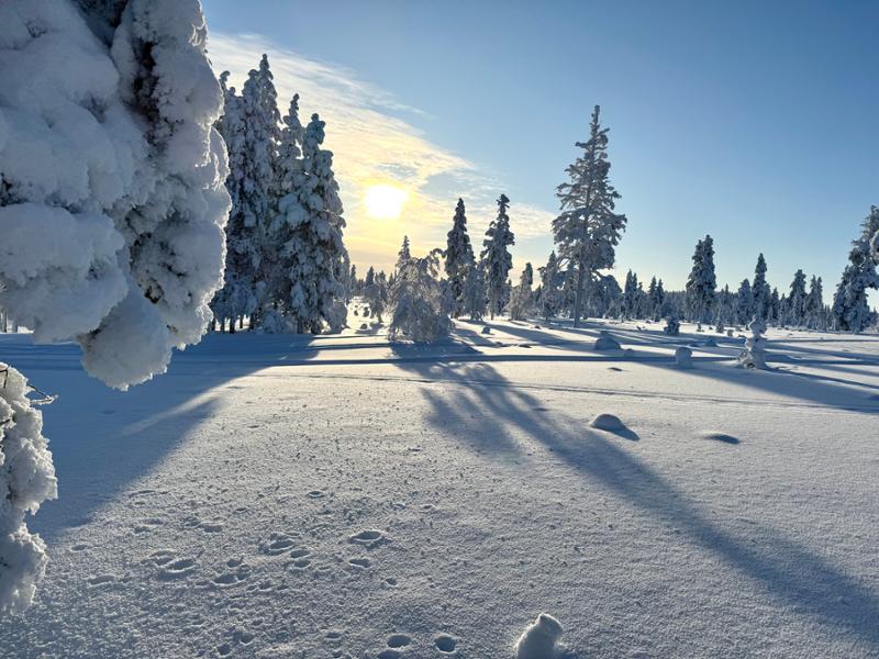 Wilderness Hotel Muotka - Northern Lights Adventure