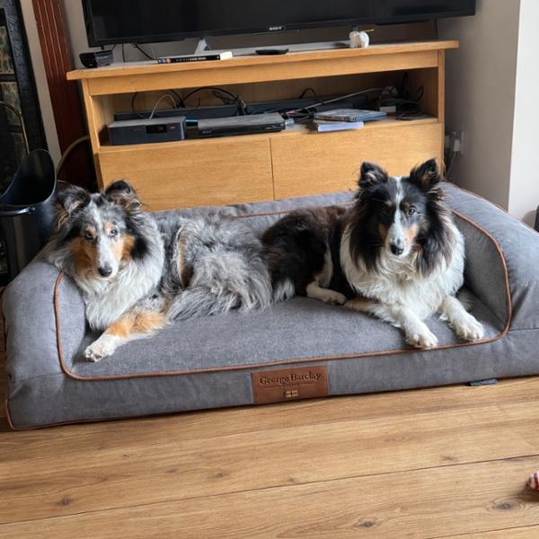 Great dog bed