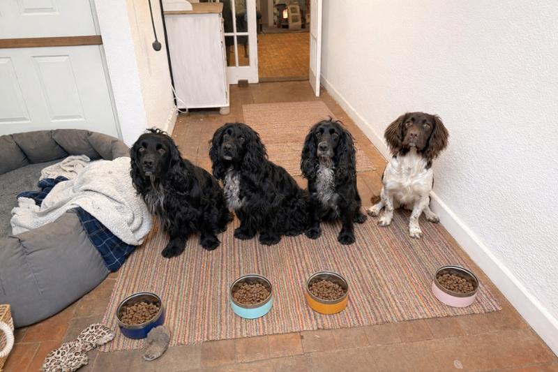 Dogs love it
