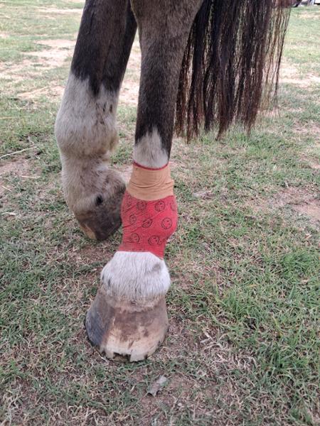 Cohesive Bandage