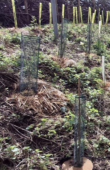 Great Guarding For Saplings & Whips