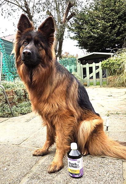Pooch & Mutt Salmon Oil