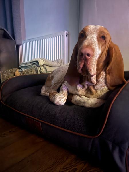 Fantastic Dog Beds