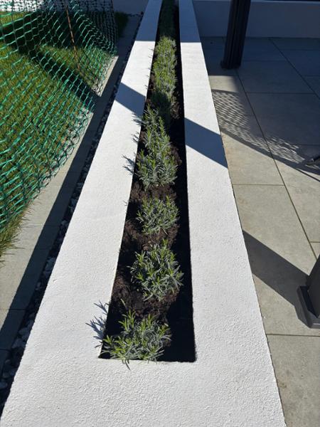Great plants