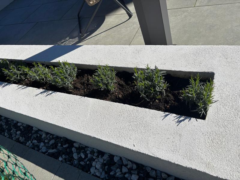 Great plants