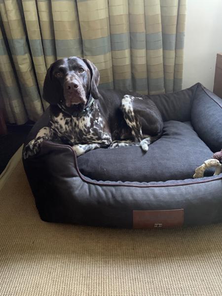 Top quality dog bed worth every penny 😊