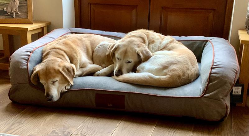 Beautiful dog beds
