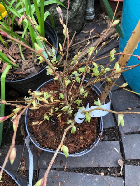 Beautiful quality plants delivered as promised in perfect condition.