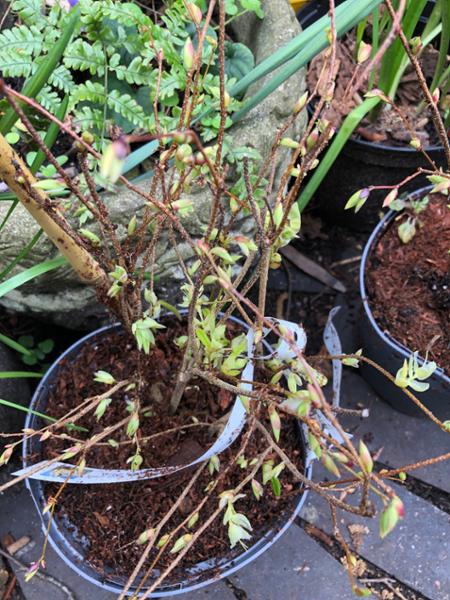 Beautiful quality plants delivered as promised in perfect condition.