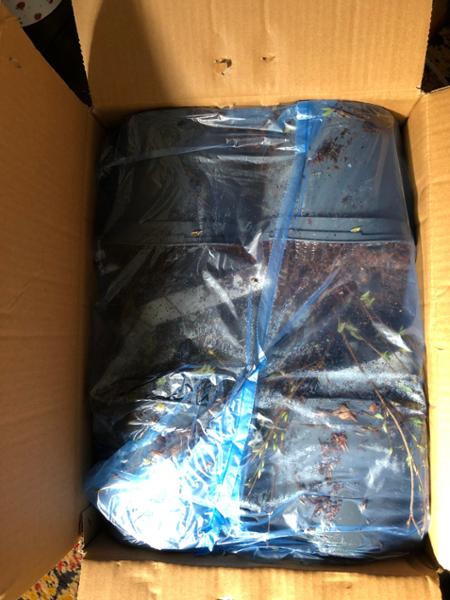 Beautiful quality plants delivered as promised in perfect condition.