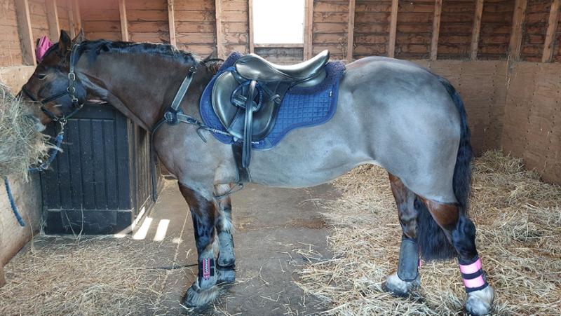 Brilliant service and a feed that has made a real difference to my horse.