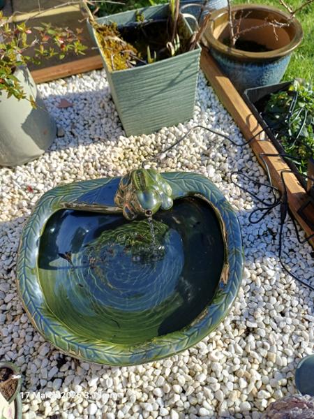 Frog fountain