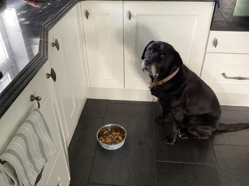 Fish Supper Cold Pressed Dog Food with Turmeraid 3Kg