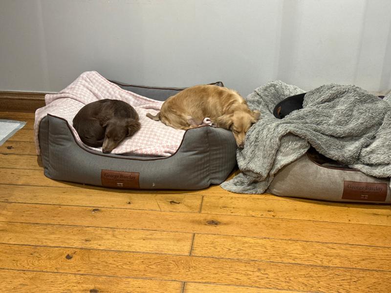 Happy doggies