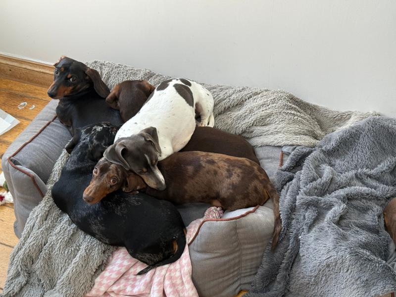 Happy doggies