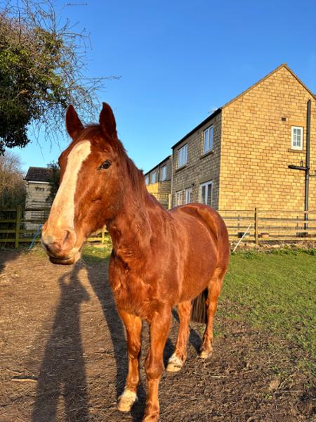Perfect feed for my retired gelding