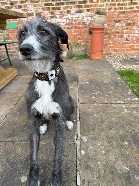Beautiful collar for our scruffy little Bedlington Whippet