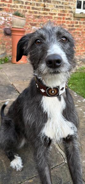 Beautiful collar for our scruffy little Bedlington Whippet