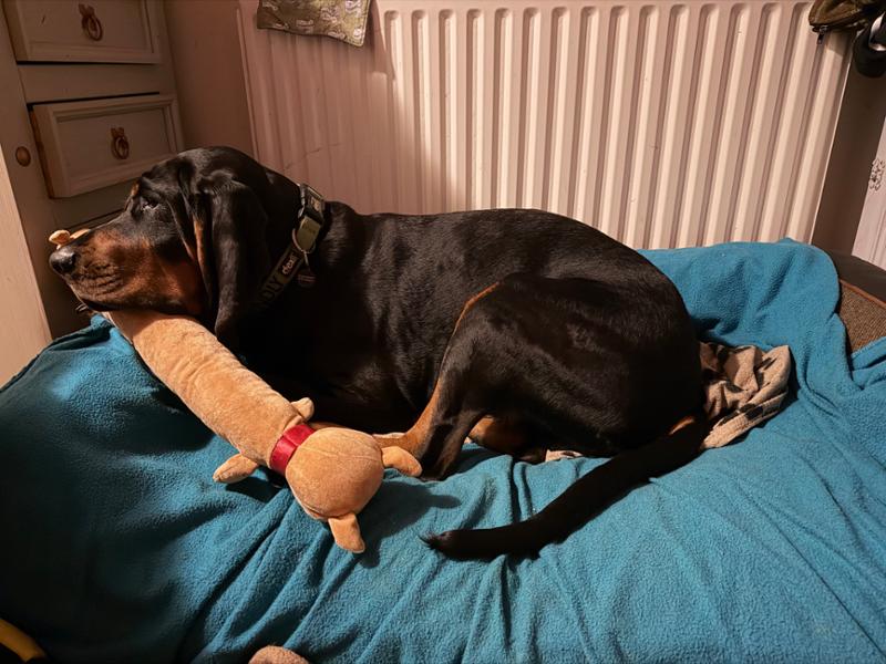 Perfect beds for your perfect pet! Quality is never cheap but worth every p