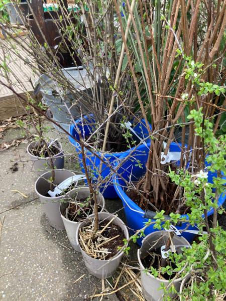 Healthy plants, well packed
