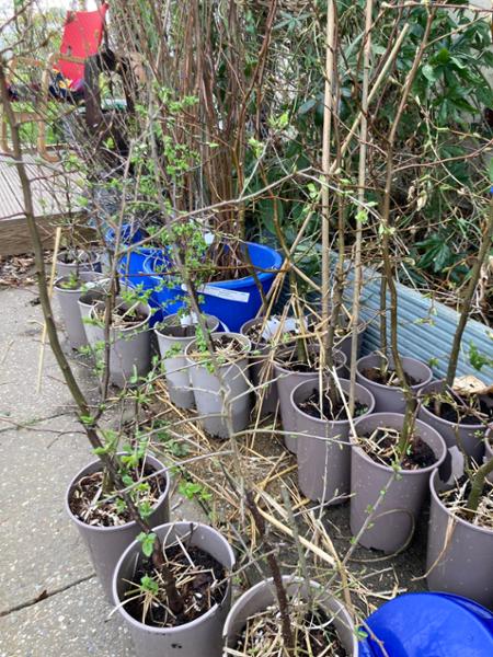 Healthy plants, well packed