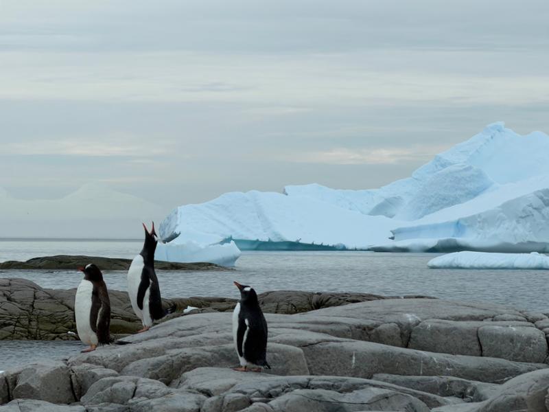 5157-Highlights of Antarctica