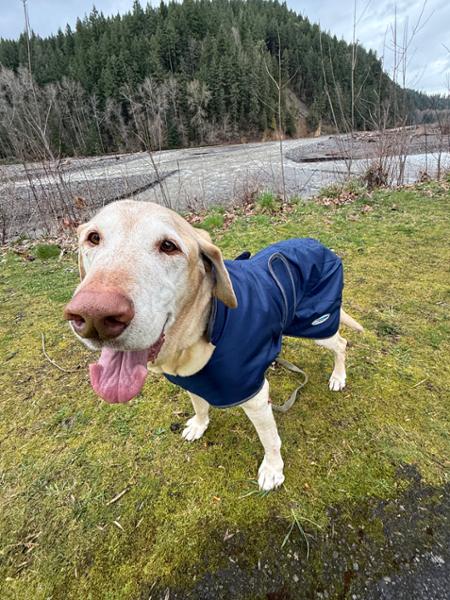 WEATHERBEETA COMFITEC WINDBREAKER 420D DELUXE DOG COAT NAVY/GREY 80CM