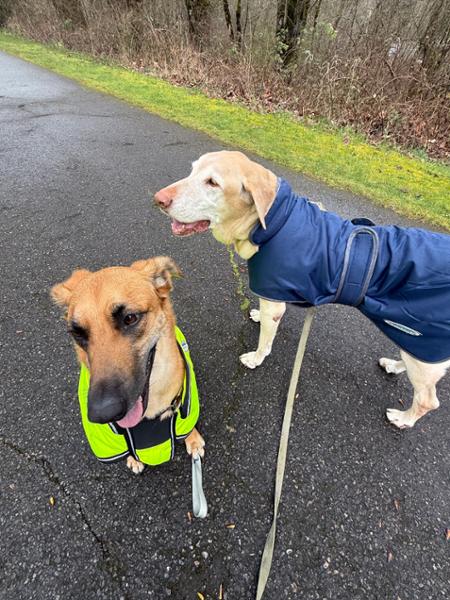 WEATHERBEETA COMFITEC REFLECTIVE PARKA 300D DELUXE DOG COAT YELLOW 60CM