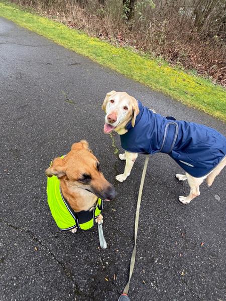 WEATHERBEETA COMFITEC REFLECTIVE PARKA 300D DELUXE DOG COAT YELLOW 60CM