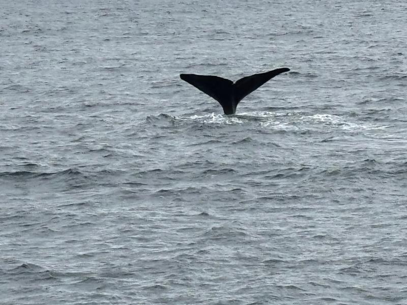 Whale Watching