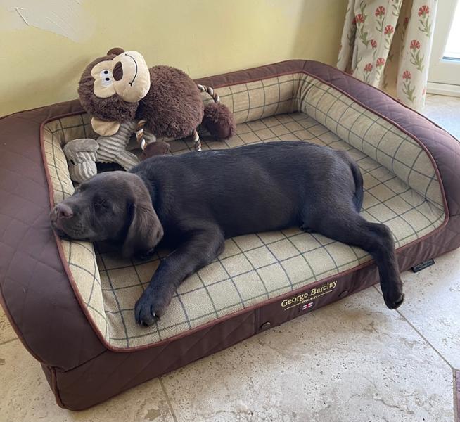 Top dog bed
