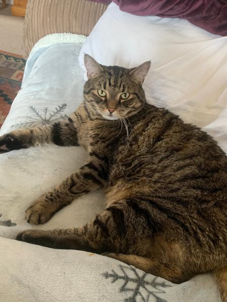 Satiety diet for Indoor Cats prone to weight