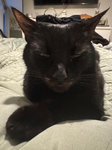 Advantage Spot On Flea Treatment