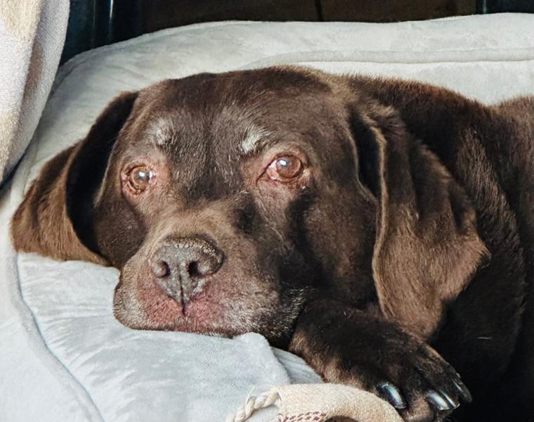 Go to Pet Drugs Online to save money on your Vet prescriptions